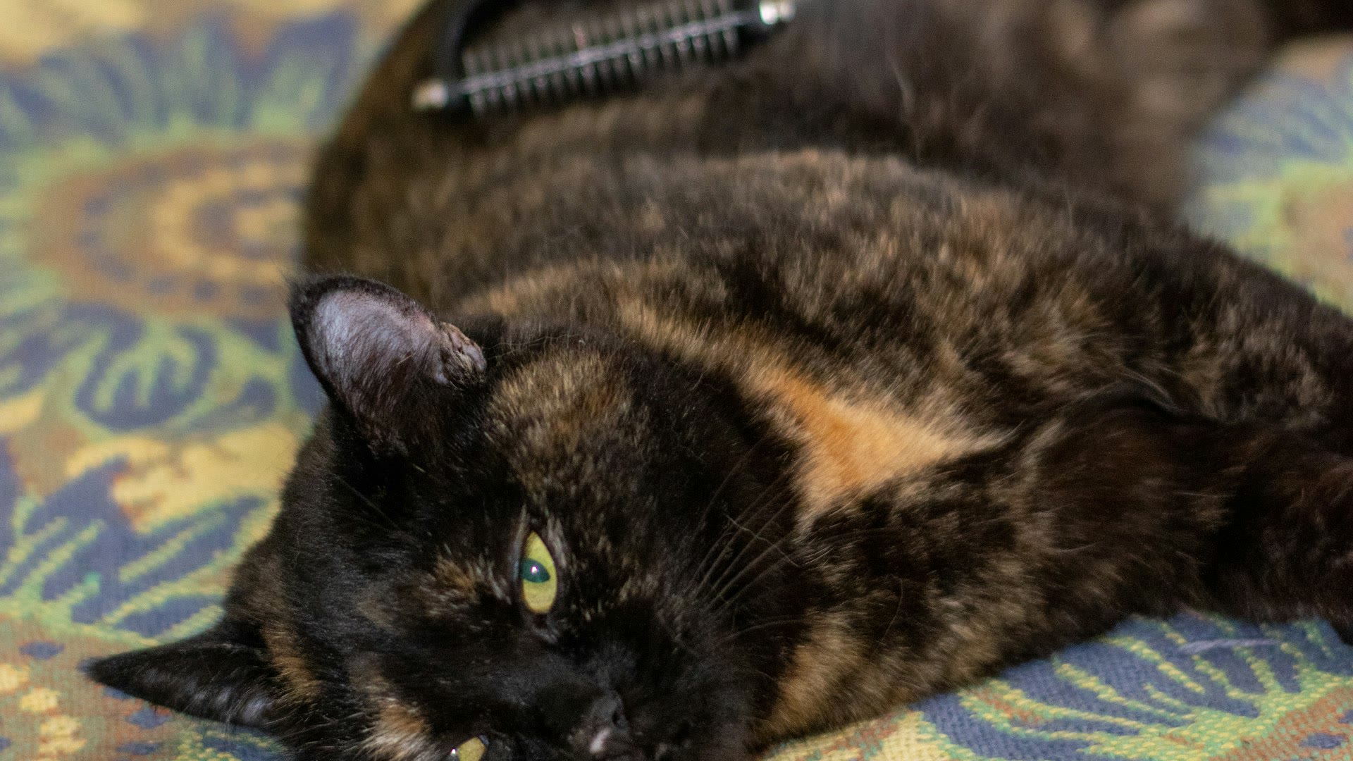 How to Clean Dogs and Cats Without a Bath — Vet-Approved Methods