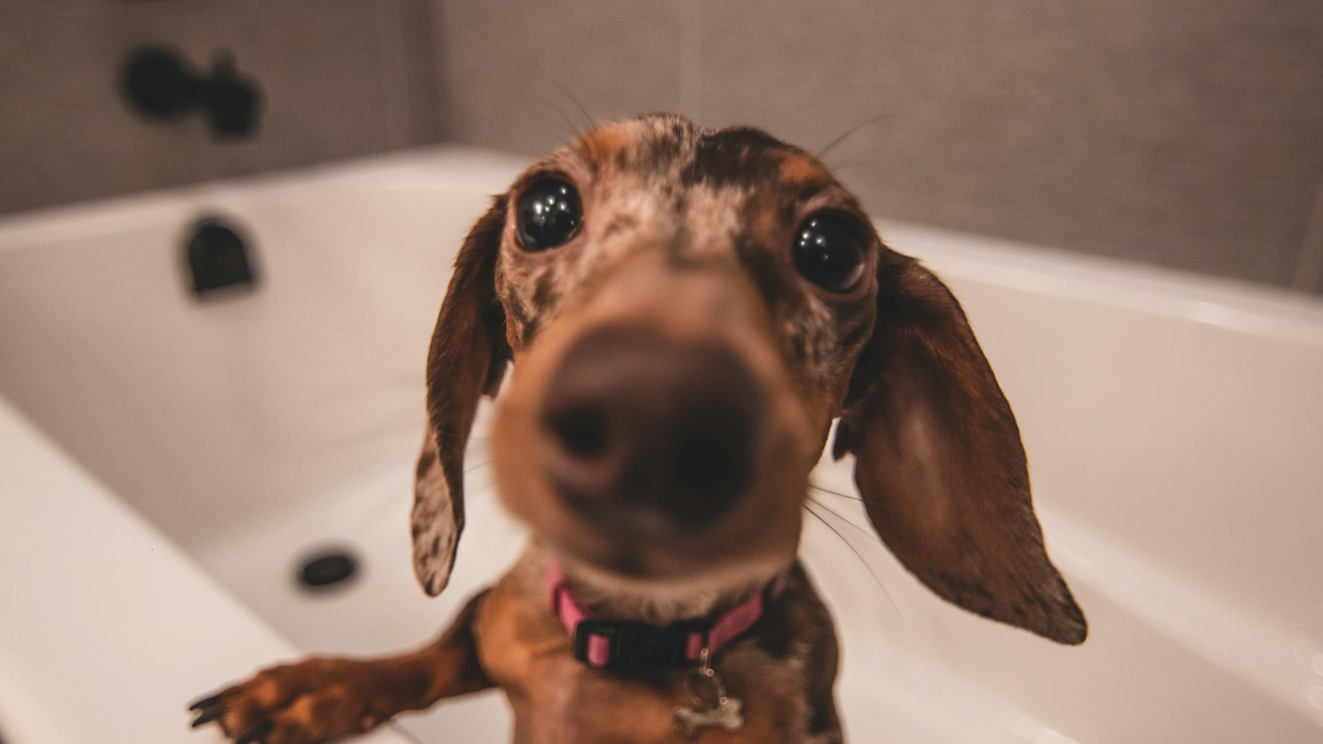 How to Choose a Dog Shampoo for Sensitive Skin — A Veterinarian Guide
