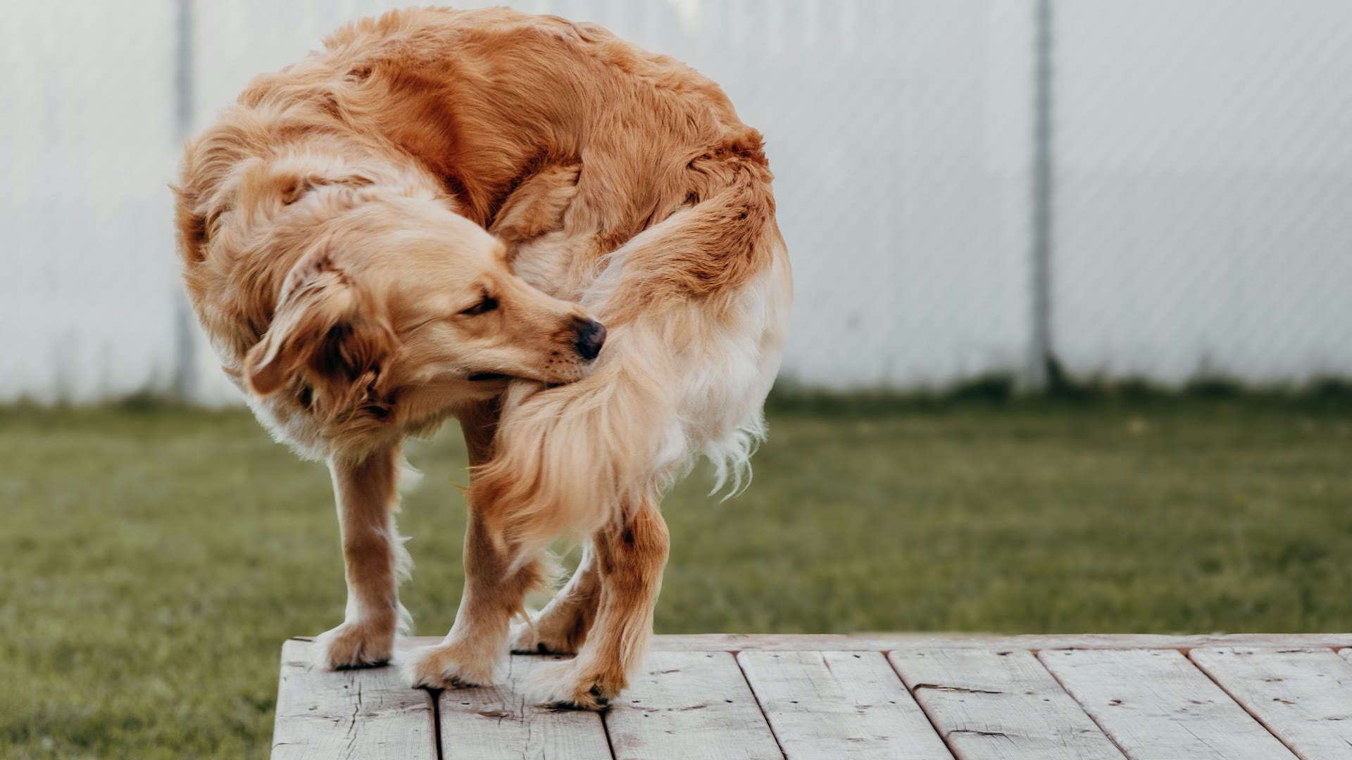 Why Is My Dog So Itchy? 7 Common Causes and Safe Care — by a Veterinarian