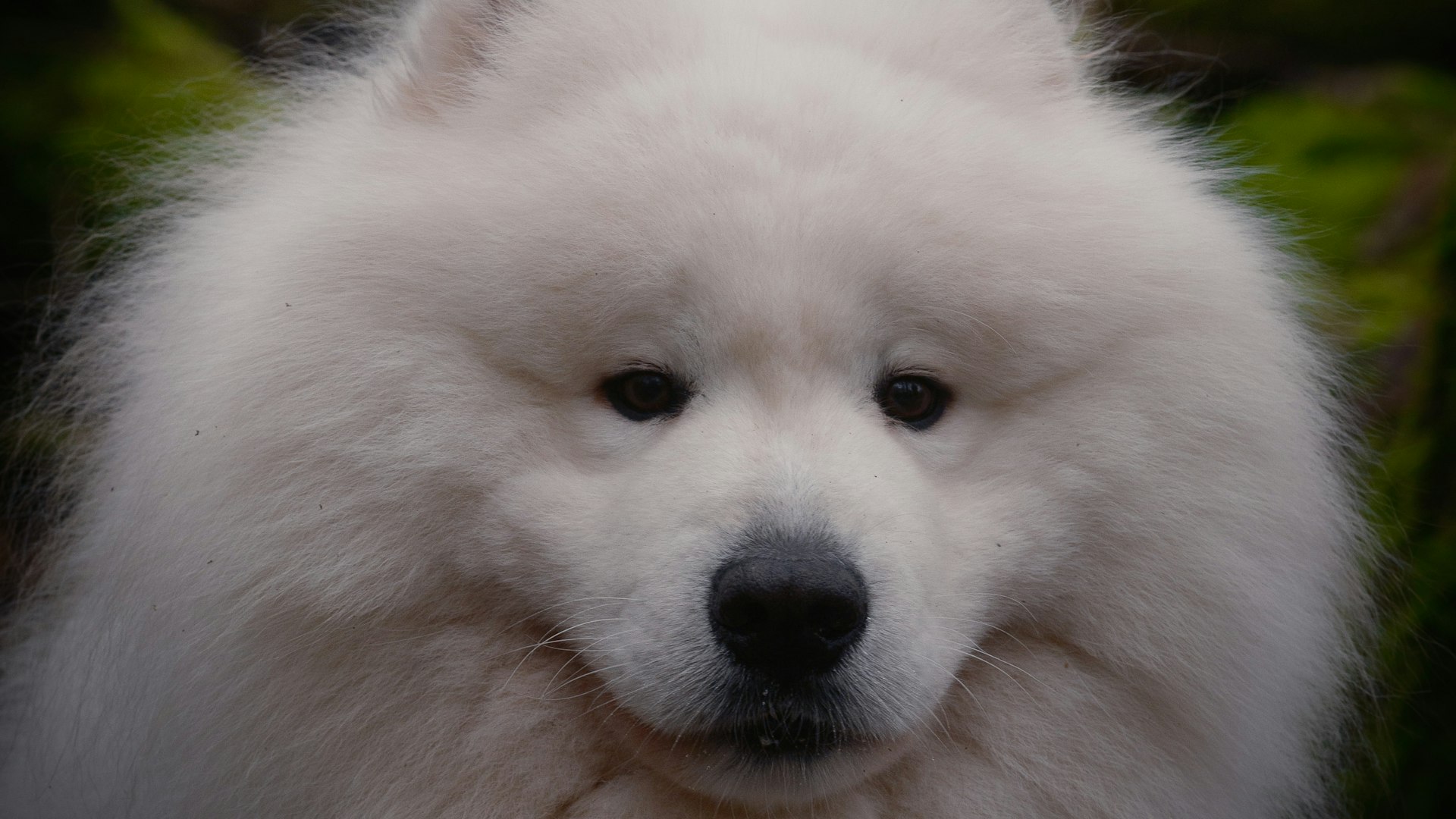 Patchy Hair Loss in Dogs and Cats: Causes and How to Regrow Fur in About a Month