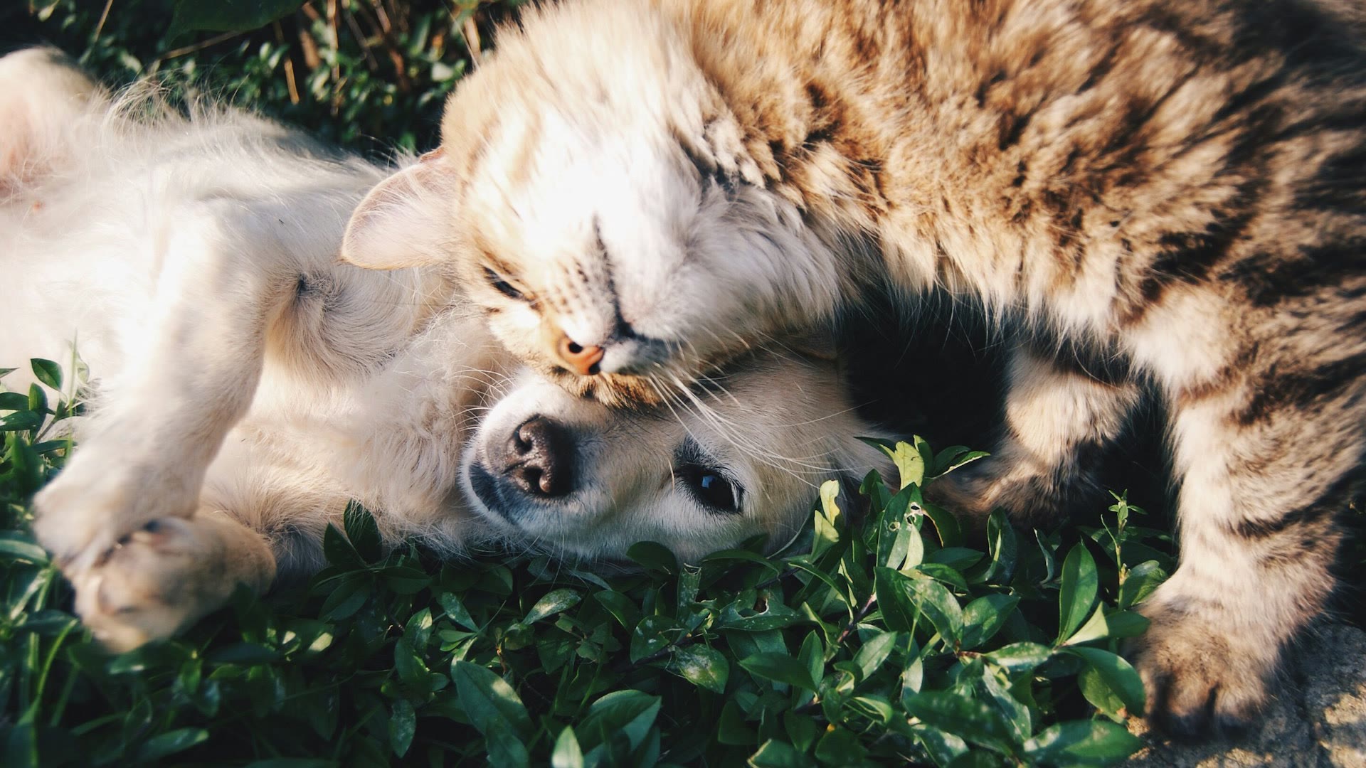 Dermatitis in Dogs and Cats: Symptoms, Causes and Safe Home Care — by a Veterinarian