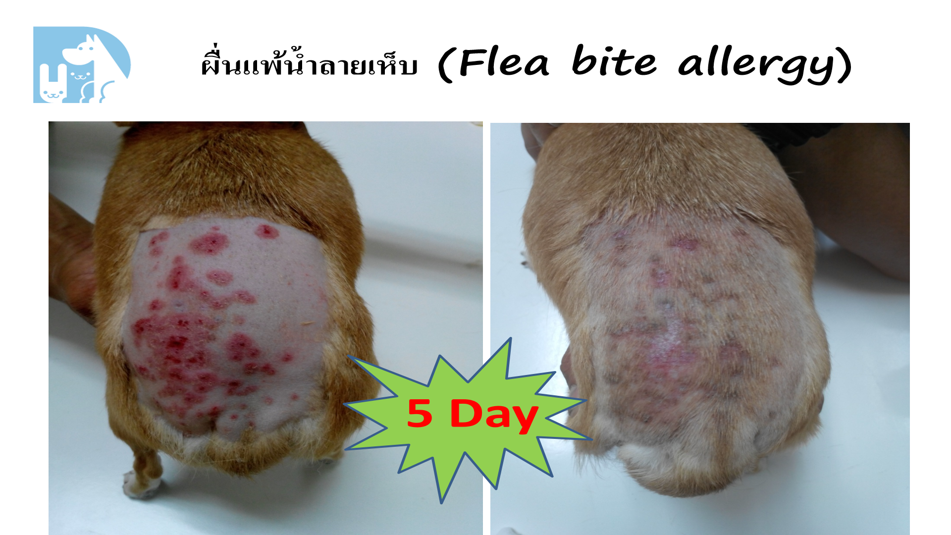 ผื่นแพ้น้ำลายเห็บ Flea bite allergy สุนัข 5 วัน