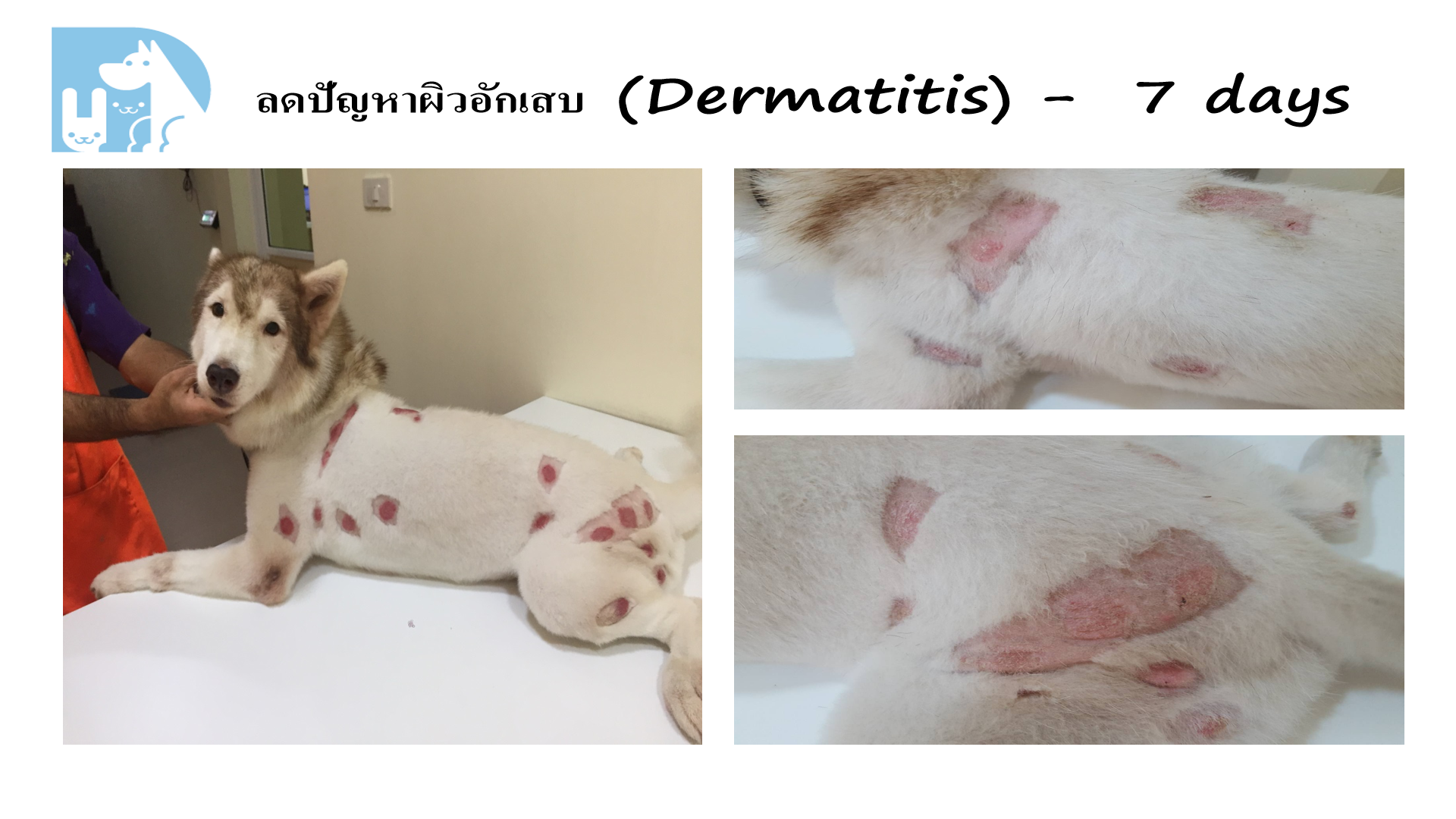 ผิวอักเสบ Dermatitis Husky ก่อน/หลัง