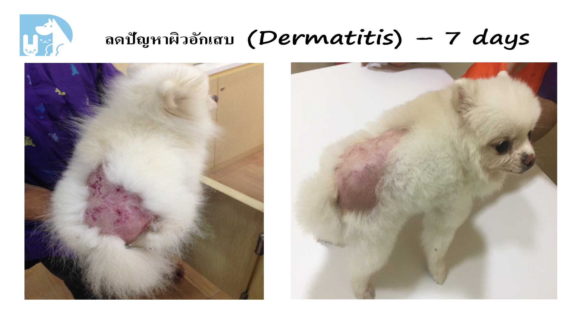 ผิวอักเสบ Dermatitis ก่อน/หลัง