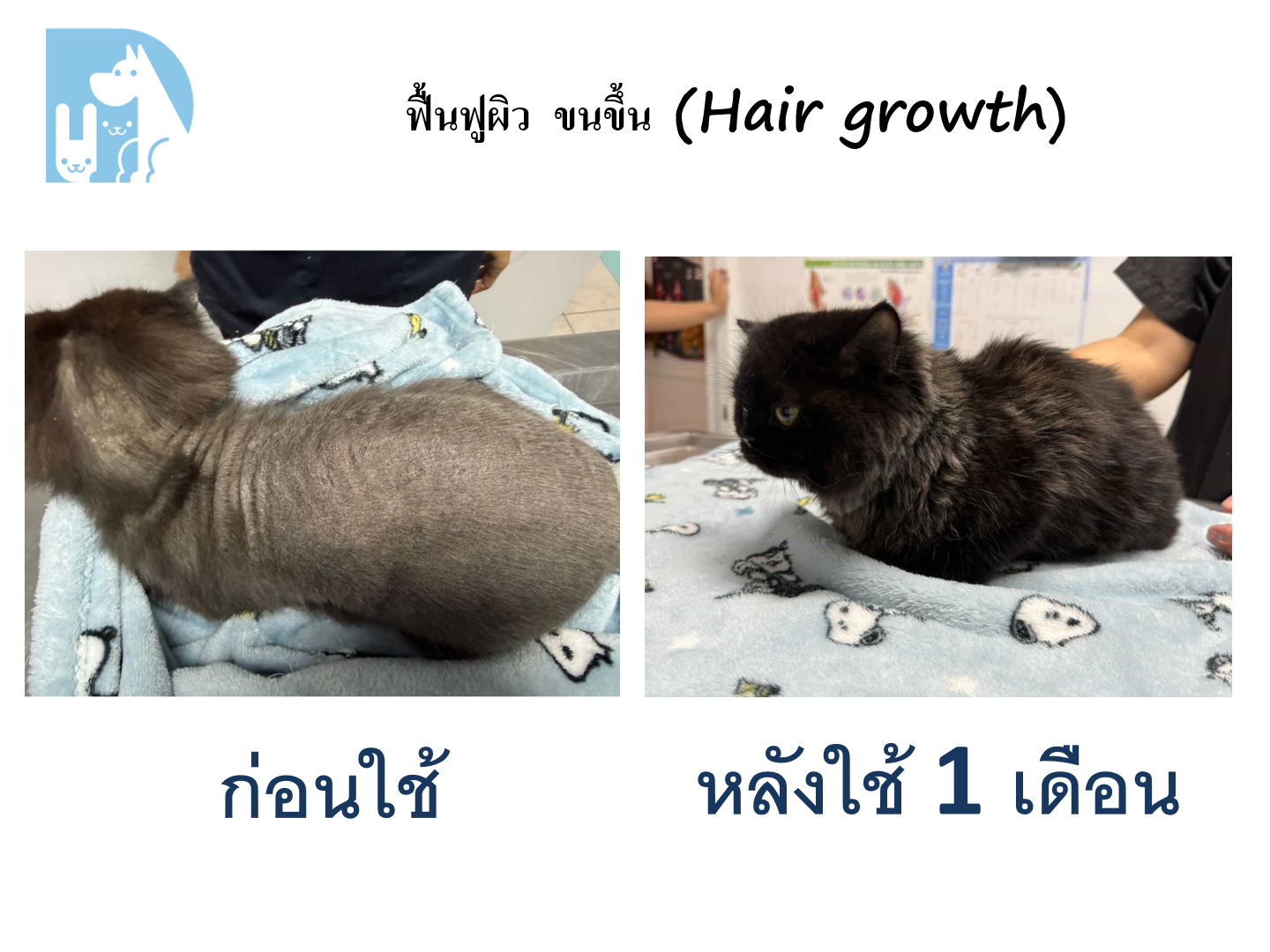 ฟื้นฟูผิว ขนขึ้น Hair growth แมวดำ 1 เดือน