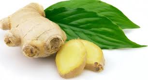 ไพล Plai Zingiber cassumunar fresh rhizome